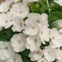 Sunpatiens – Compact White – 8″ Hanging Basket